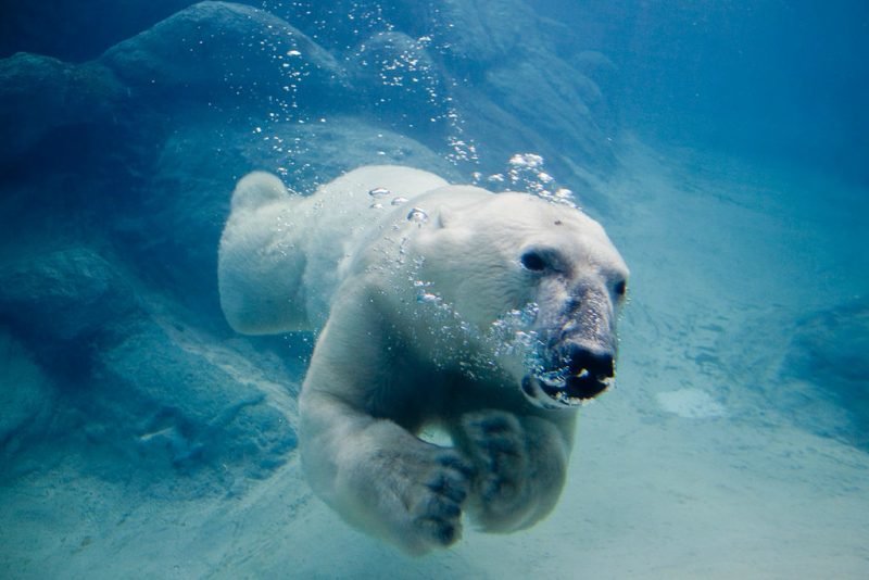 80274843_niedzwiedzpolarnypodwoda.jpg.4173aa67040ef531a29b8c1aa3e96d8f.jpg