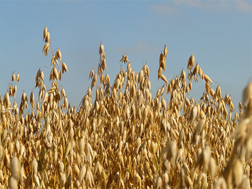 owies.jpg.c119ab706b9b96b8340aca54656bfd35.jpg