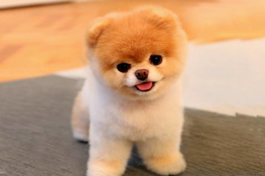 boo.jpg.eca7c3f0bdf77f1aaaa222c78038a99a.jpg