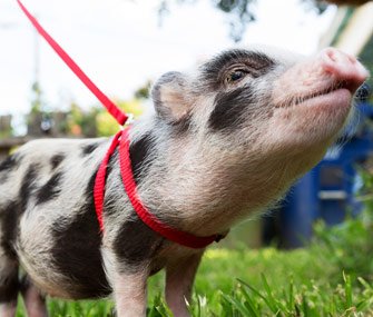 pig-on-a-leash.jpg.15b589246ba3d3682aaaf7b7fbd3c5b0.jpg