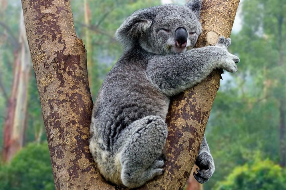 koala.thumb.jpg.63c788c060163cebeefdf507ffa2f882.jpg