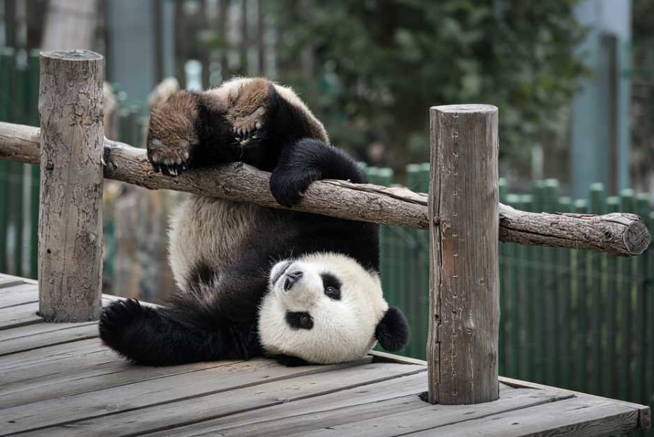 panda.jpeg.db2941d742e945303c73497f9fcefa41.jpeg