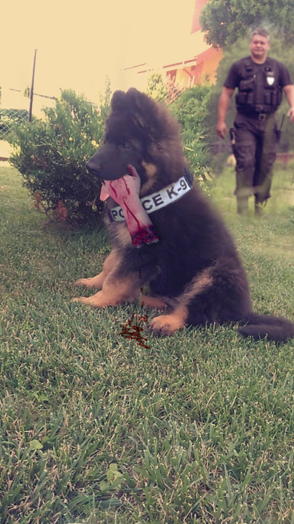 k91.thumb.jpg.beef280fe48e5cc1f2197aeb026d4050.jpg
