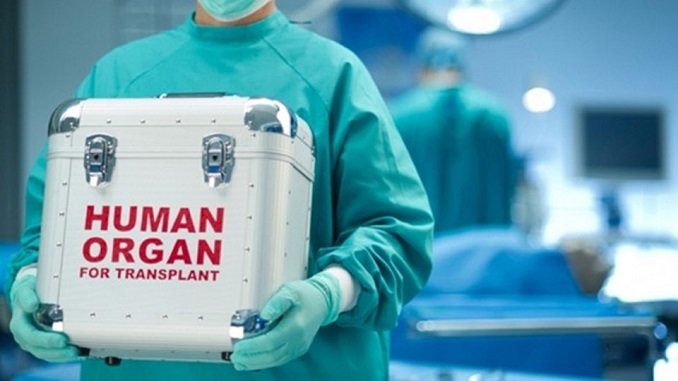 transplantacja.jpg.97be1661a8b55c99109a3f0dff0f6ce7.jpg