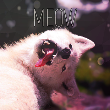 moew5.png.a77611bc7670f39e819ff66ee66d5f92.png