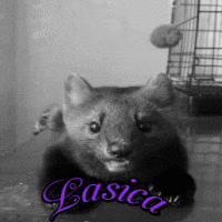 oie_U2eeA9xSt6DD.gif.169c7085fc24fc43c6b11906f0fb9eff.gif