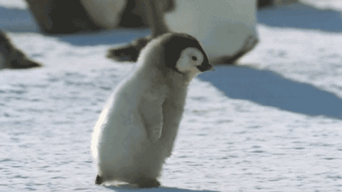 pingwin.gif.86e9b68da4e7a8c59588d7d6d1cff920.gif