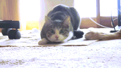 cat-attack.gif.e9dea92d1f7d9254cef23ce535490f16.gif