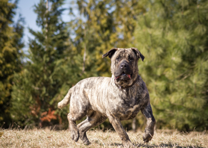 1163882419_pieskanaryjski(PerrodePresaCanario).png.9c783d38c0bd977010adbdea13464dd3.png