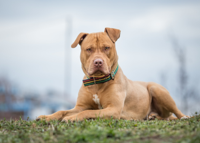 1365772504_amerykaskipitbullterrier.png.71362c896b8d0c7f1a9a9585e69e4ea1.png