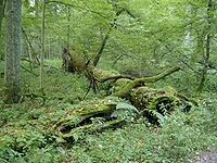 1234357994_200px-2005-09_Biaowieski_Park_Narodowy_2.jpg.15d1204afe605d20aaa7dbea39333f09.jpg