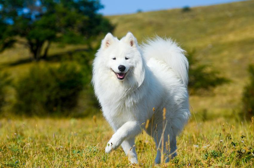 charakter-samoyeda.jpg.6a04f56d8ec134ca6abec999bf0fb657.jpg