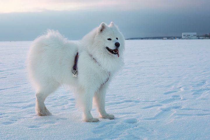 samoyed_snow_l.jpg.7fb53262673663b7930e9271520a0300.jpg