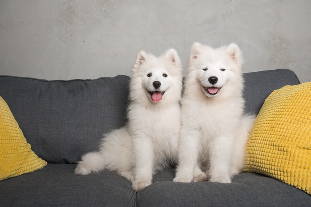 zwei-lustige-weisse-flauschige-welpen-der-samoyed-hunde-sitzen-in-der-grauen-couch-mit-gelben-kissen_231786-644.jpg.b2ec827ae700675d8845c009868471dd.jpg
