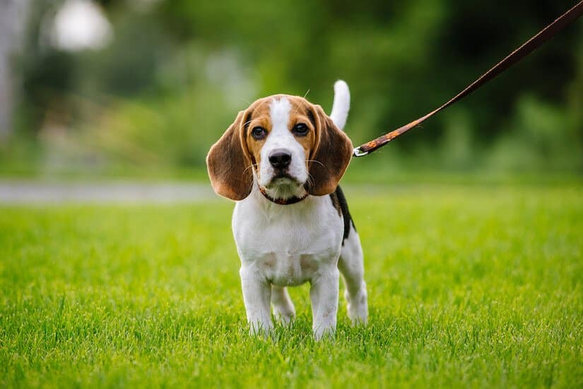 Beagle-Welpe-an-der-Leine.jpg.6060c6e8f3d056f360ff6ac1972b9b26.jpg
