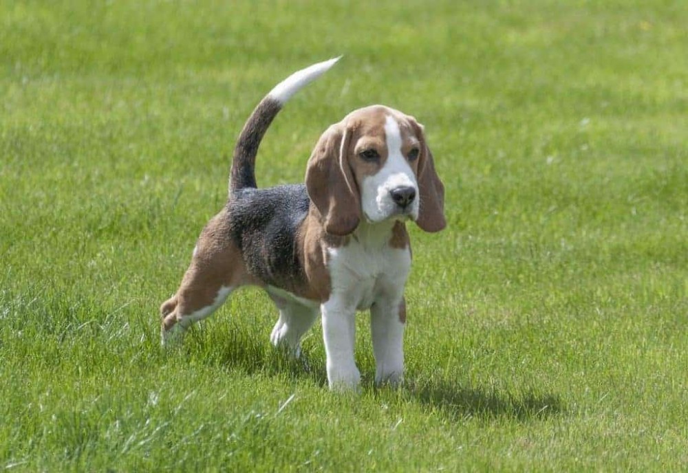 Beagle-Welpe.thumb.jpg.bf4632b9cad0cc33be55776f40063f55.jpg