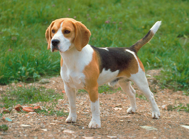 beagle-hunderasse-760x560.jpg.c36ee13a9a75ccefa8ba774b7ccc00ee.jpg