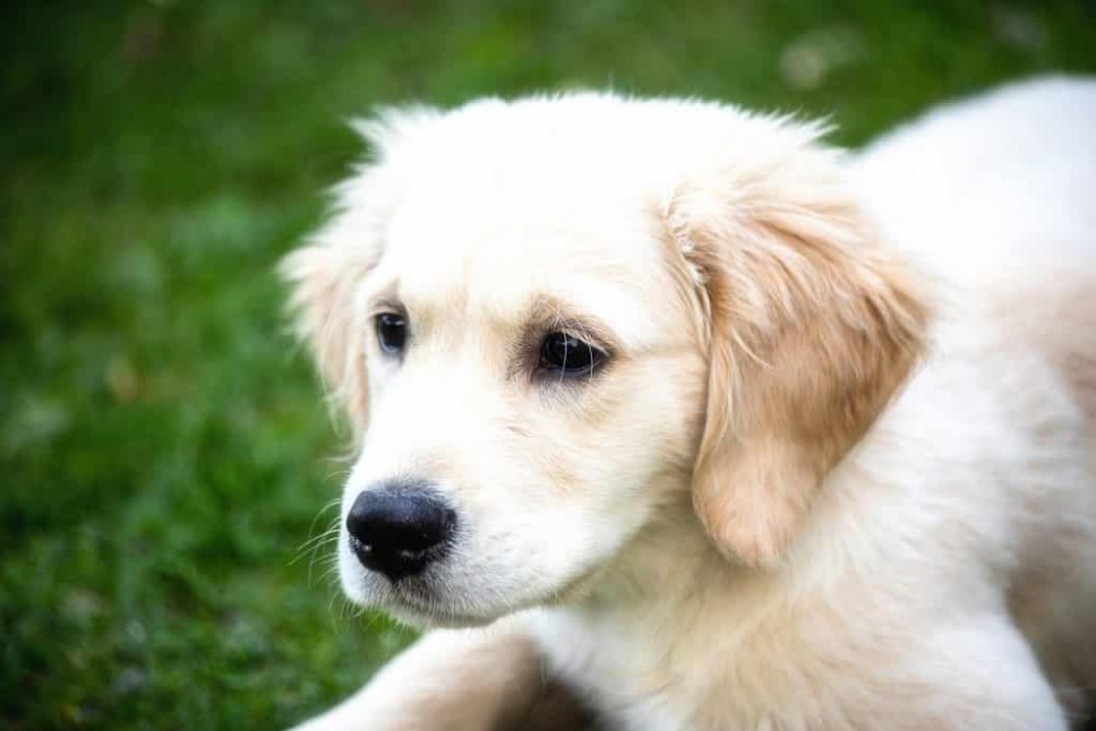 golden-retriever-02-1024x682.thumb.jpg.4505ffacf8546c05a5edc13006e5a69e.jpg