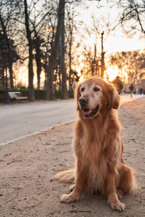 golden-retriever-der-auf-sand-an-einem-park-mit-nachmittagssonne-sitzt_181624-1393.thumb.jpg.b7a5ab85758aa83489066d75f398f839.jpg