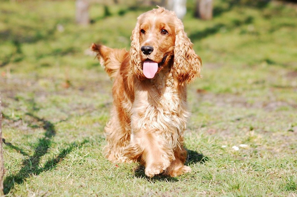 cocker-spaniel-english-2415289_1280.thumb.jpg.649daa85dece8ccf0ab6677c599d1b35.jpg