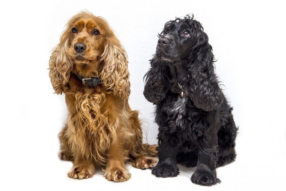 dogs-4716739_1280.thumb.jpg.230ce1cc4eb92c78c1e05f50ed06ed08.jpg