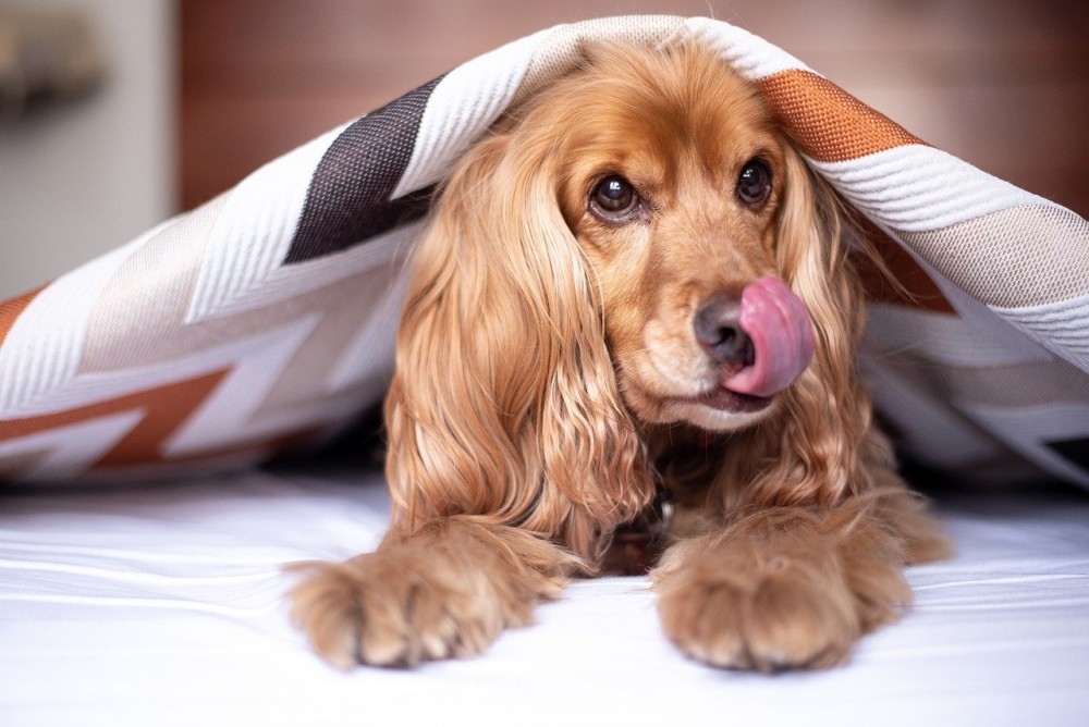 english-cocker-spaniel-5937753_1280.thumb.jpg.01f88118cdc14e0a5084613a9dfbdf3c.jpg