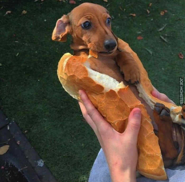 hot_dog_po_koreansku.jpg