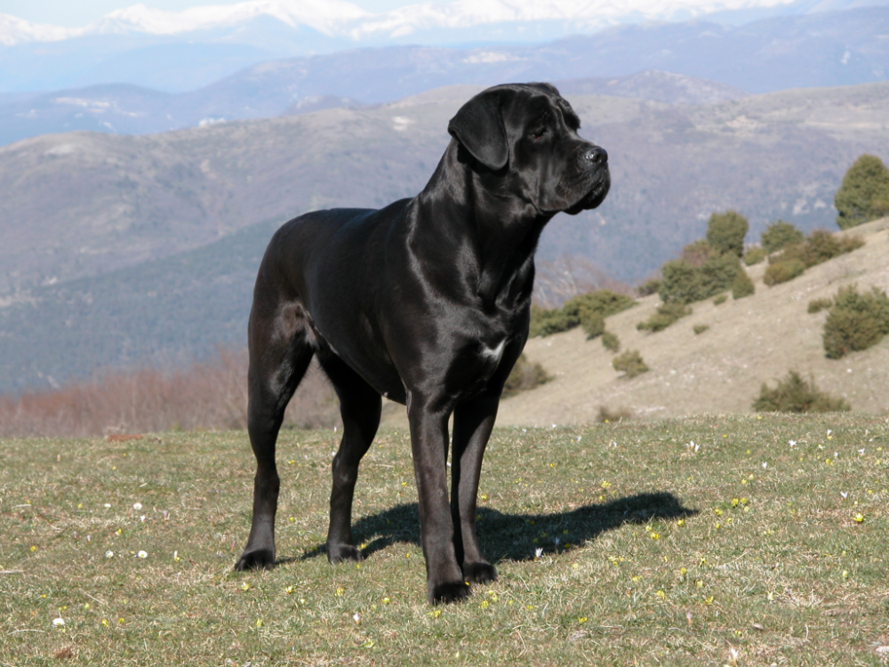 Cane_corso_temi_1_1024x768x24.thumb.png.6263bec66484441fce0c9f99f329c29c.png