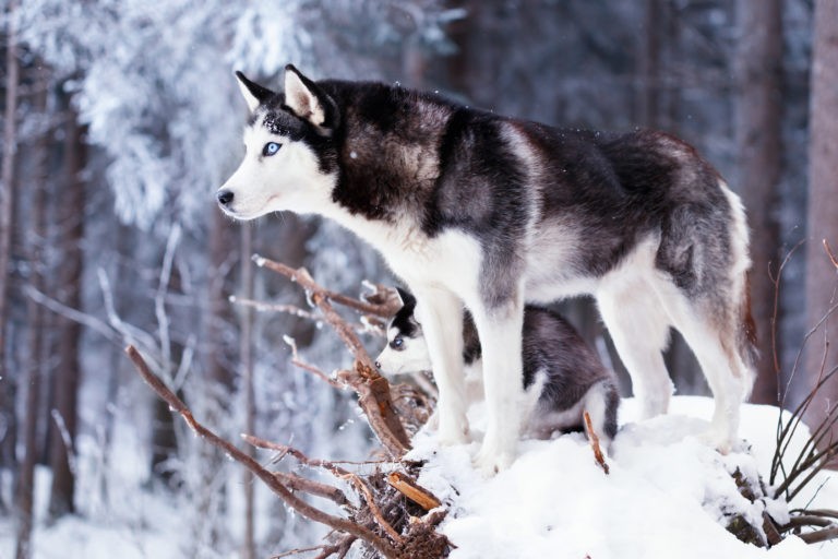 Husky-syberyjski.jpg.3c659000a4dc7be65e74fc45c3ba3d80.jpg