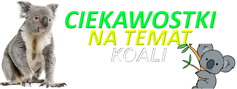KOALA.png.cc536207731b3289a75159e5408fce52.png