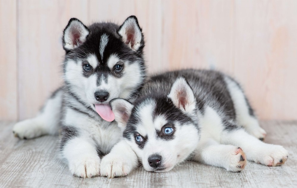 husky_szczeniaki_1.thumb.jpeg.1c4bfa69ee022dc059881b7500969443.jpeg
