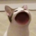 xeskii