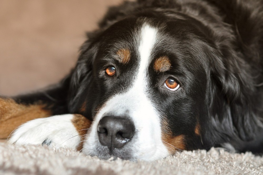 dog-2668993_1280.thumb.jpg.40288b2e346402f24d0a137cde528543.jpg
