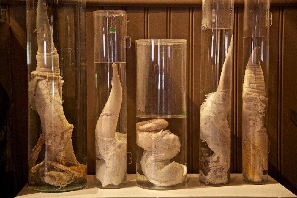 iceland_penis_museum2.thumb.jpg.ef08e195c326be15f64bcaad2eea58b5.jpg