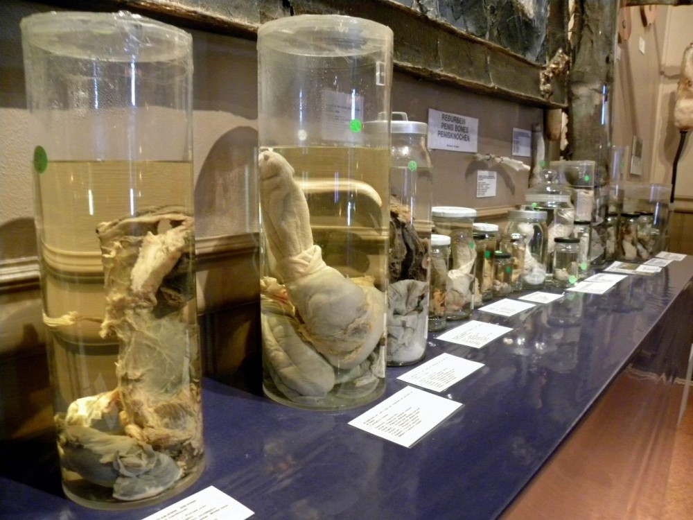 muzeum-penisow-reykjavik.thumb.jpg.3461e2f0dbbbc3e3089c82c8e6440b6f.jpg