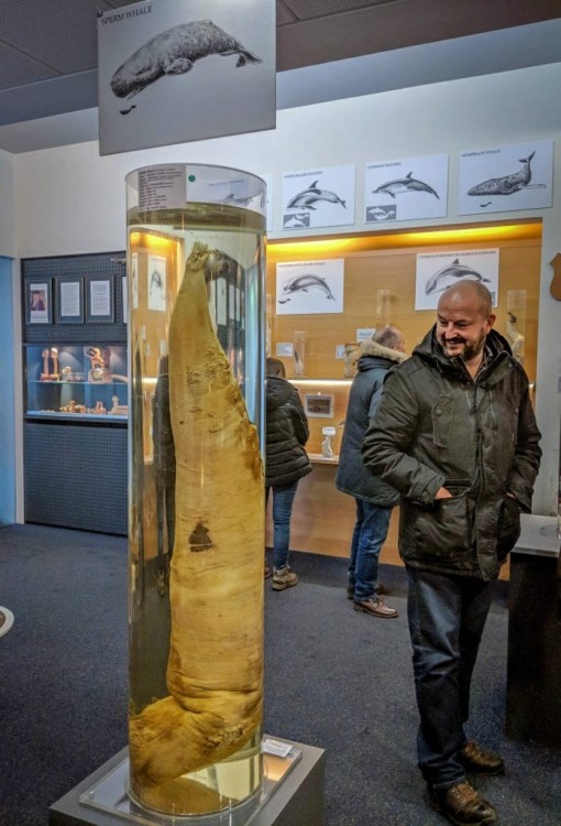 penis-wieloryba-reykjavik-695x1024.thumb.jpg.2d427abdf6f66cfd916f423aeec797d6.jpg