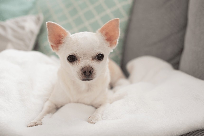 chihuahua-charakter-3.jpg.4b6d6fbb53d183ec16f6f5eac5915abf.jpg