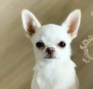 chihuahua-krotkowlosy-11487.jpeg.280d42b5a0dbb8675473ce684d2162cc.jpeg