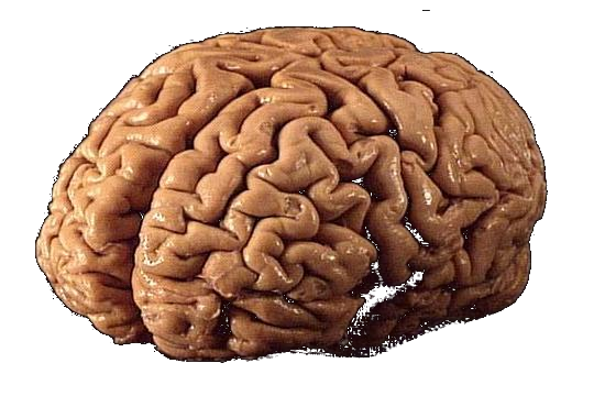 brain.png.7129638934a5ec625d52fd855fe47bcb.png