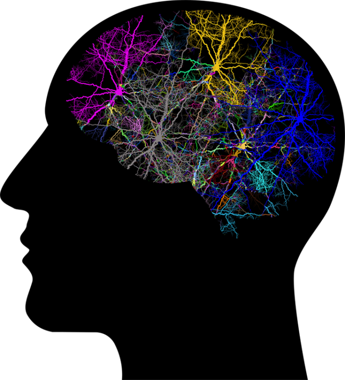 cranium-3244118_1280.thumb.png.a9b6dc92c5d609d71f349c00a00410df.png