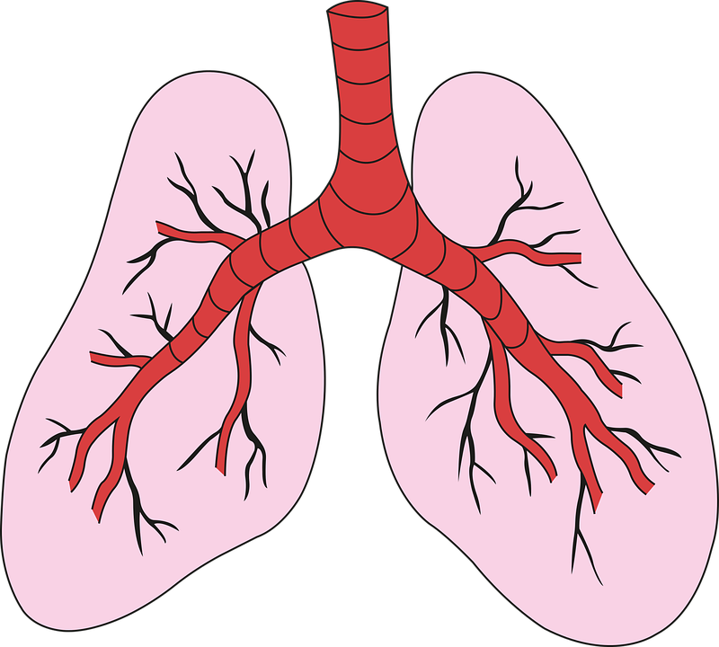 lungs-6389014_960_720.png.8c75262ce825d7f1e075e6dcb62e34fd.png