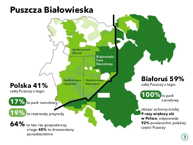 puszcza.webp