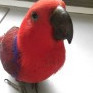 PAPUGA