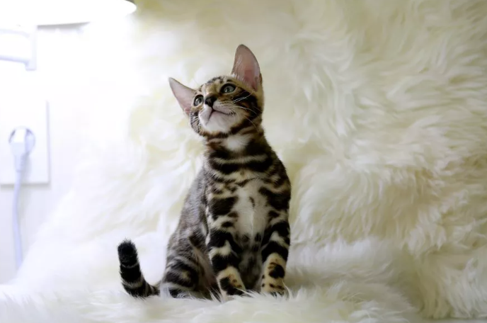 bengal.png.b752c0674898a66c1af2ed794ad1bd27.png
