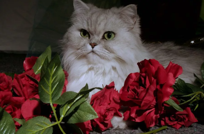 image.png.6631feb056f914955b95ad5d912fabe4.png