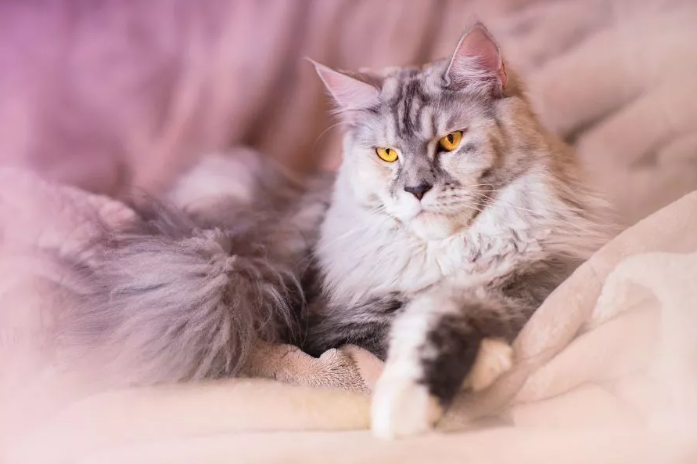 maincoon.png.2743a46d09fb199141b0759863ddc229.png