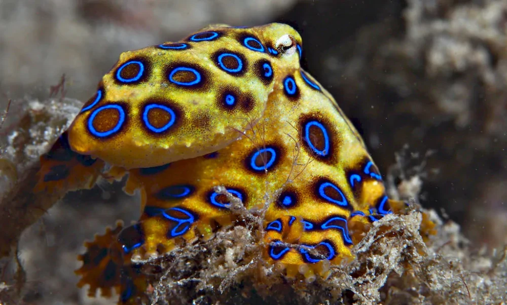 najbardziej-jadowita-osmiornica-na-swiecie-blue-ringed-octopus-divers24.pl_.webp