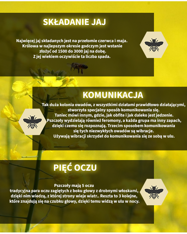 psz3.png.916ee8605b1cbc5aed82583b11b5d8b0.png.10cdb1c41ca8d9afe1fb65eeb3b320ae.png