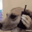 halo.gif