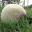 pandafikolek.gif